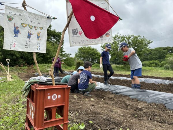 カブ隊～さつまいも苗植え