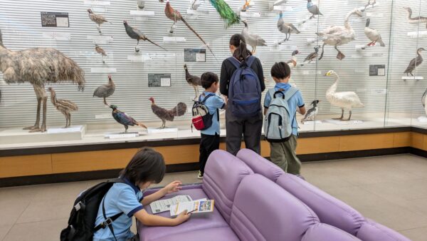 鳥の世界へようこそ！博物館見学と バードウォッチング 。 ビーバー隊
